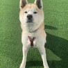 とっても穏やか、大きな身体で甘ったれの秋田犬りゅう サムネイル2