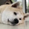 とっても穏やか、大きな身体で甘ったれの秋田犬りゅう サムネイル4