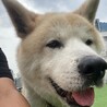 とっても穏やか、大きな身体で甘ったれの秋田犬りゅう サムネイル6