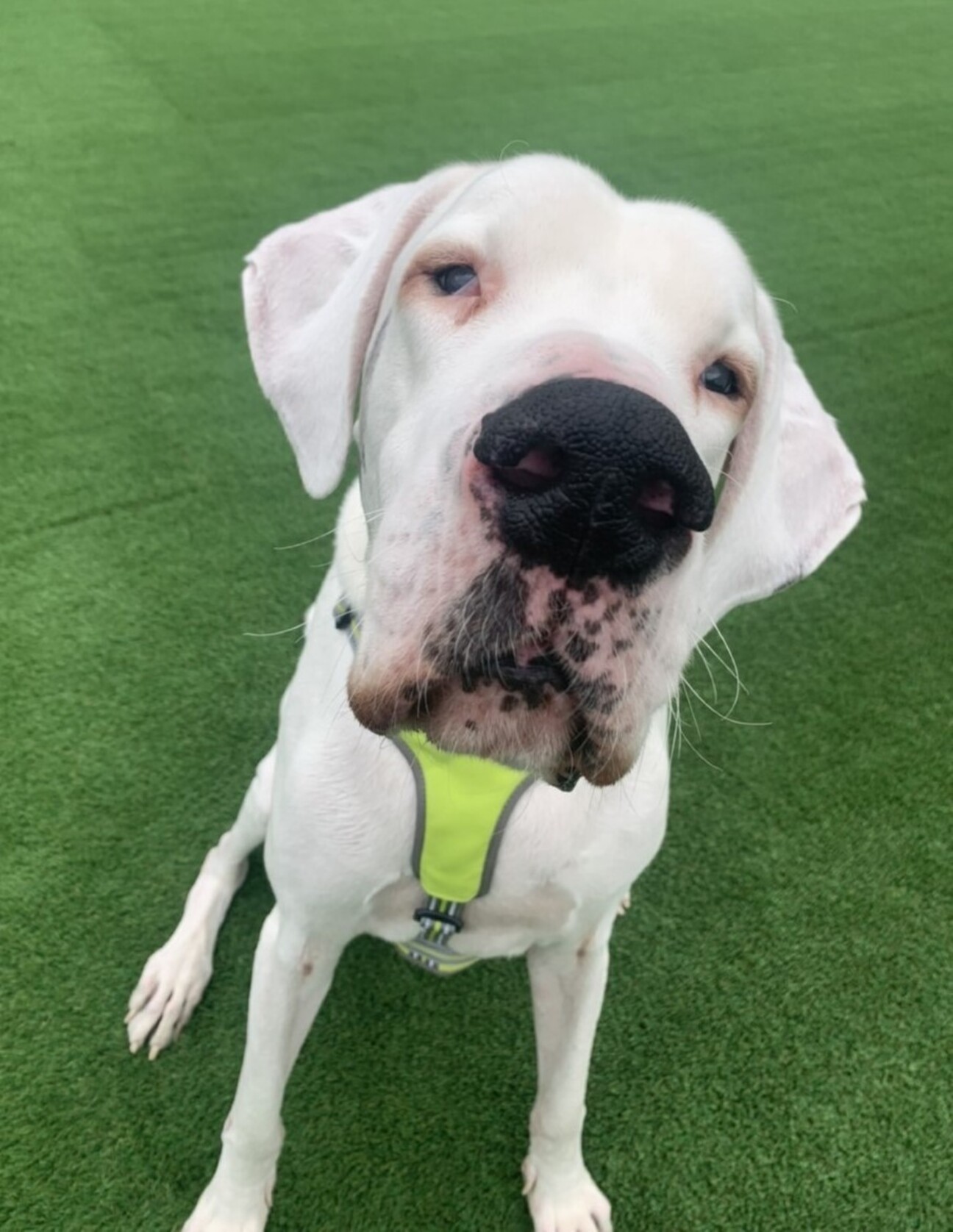 大きな甘えん坊を幸せにし 東京都 犬の里親募集 ペットのおうち 月間利用者150万人