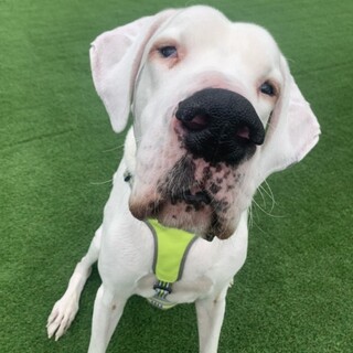 アルビノ を含むすべてのペット里親募集情報 ペットのおうち 月間利用者150万人