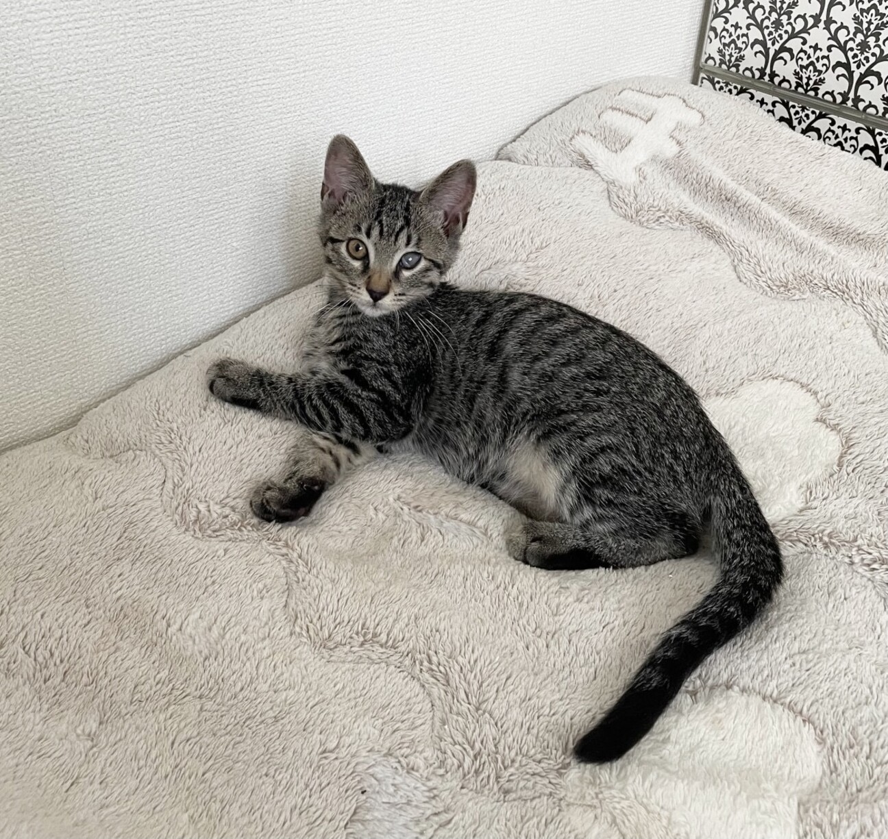 きじねこ キジネコ様 (@Motidukineko) / X