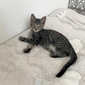 きじとら子猫たまちゃん