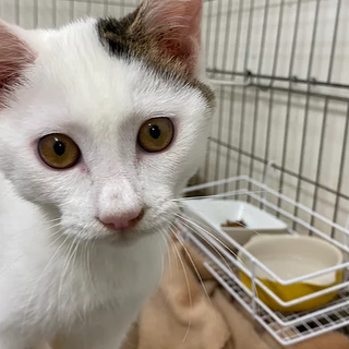 キジ白「3s109」 SKU： 3s109