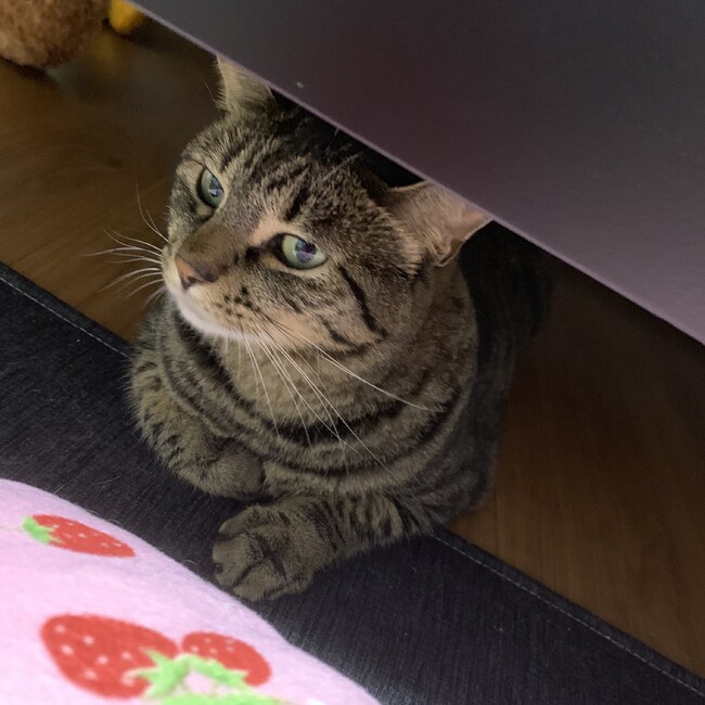 ミルク。のカバー写真