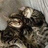 保護猫の子猫兄弟(*´ω｀*)