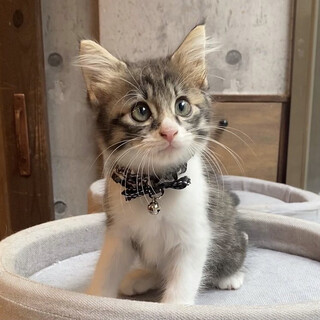 おもちゃ大好き！わんぱくボーイ　トアくん