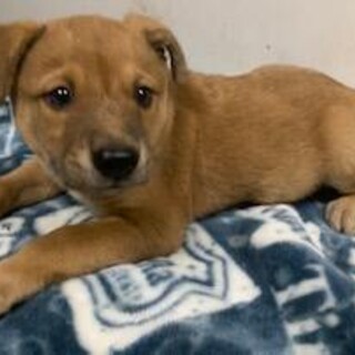 譲渡されました。