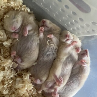ハムスター