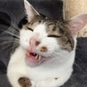 P.しろっこ
