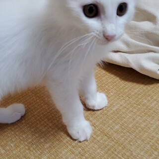 陸(りく)君♂活発で人なっこい性格