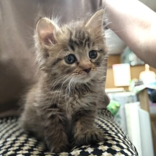 生後2ヶ月、長毛の男の子。