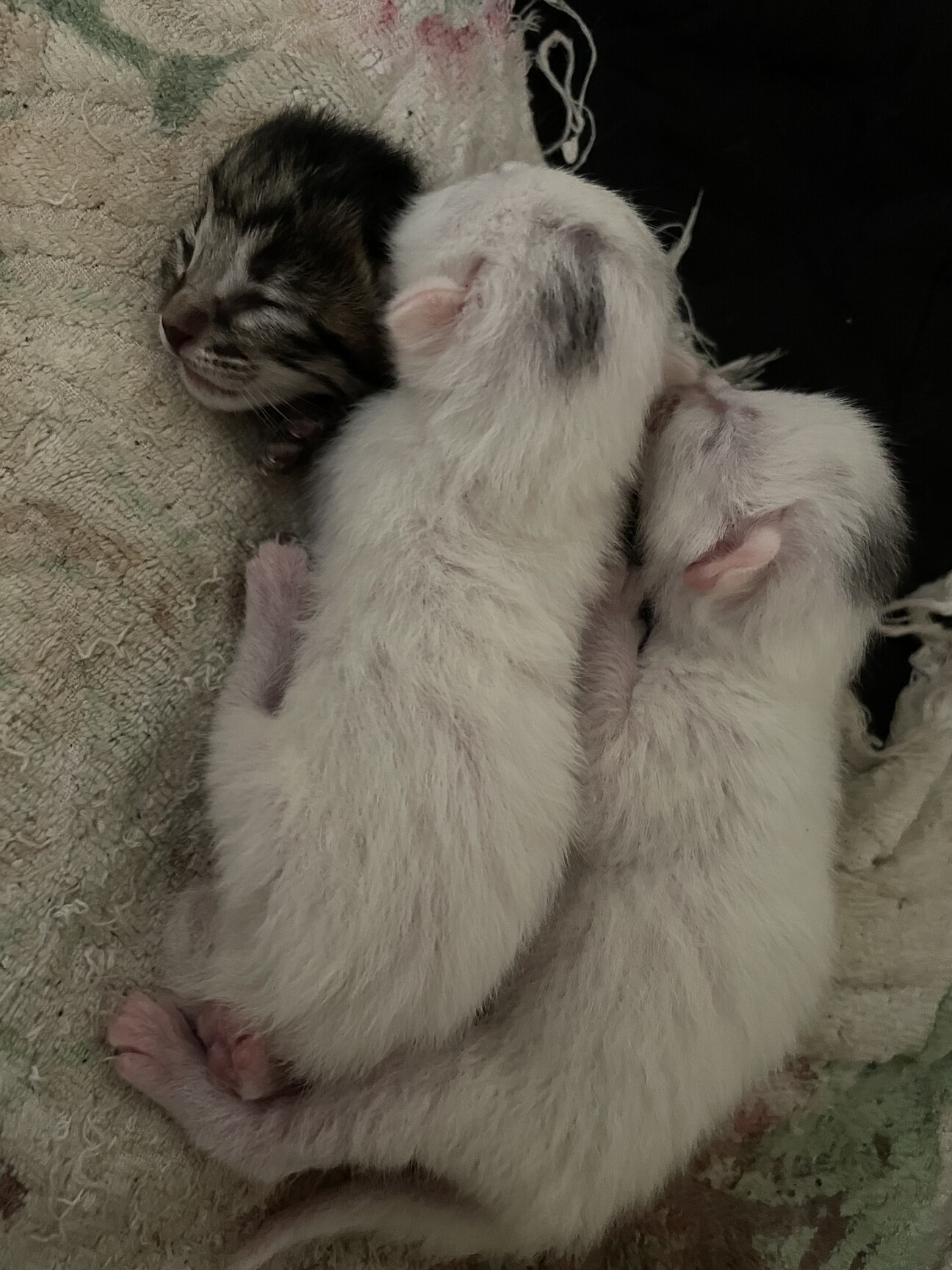 野良子猫3匹 9 22生まれ 岡山県 猫の里親募集 ペットのおうち 月間利用者150万人