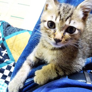 僕を家族にして下さい。