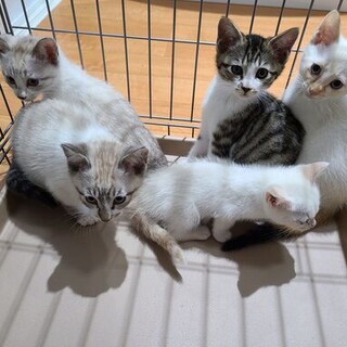 6ヶ月の猫2匹とその親猫の家族を募集！（更新あり）