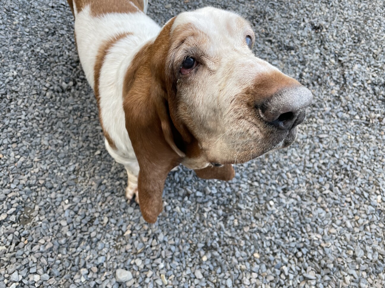 高齢バセットハウンド♂」三重県 - 犬の里親募集(385667) :: ペットの