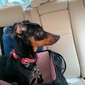 ミニチュアピンシャー 3歳 男の子