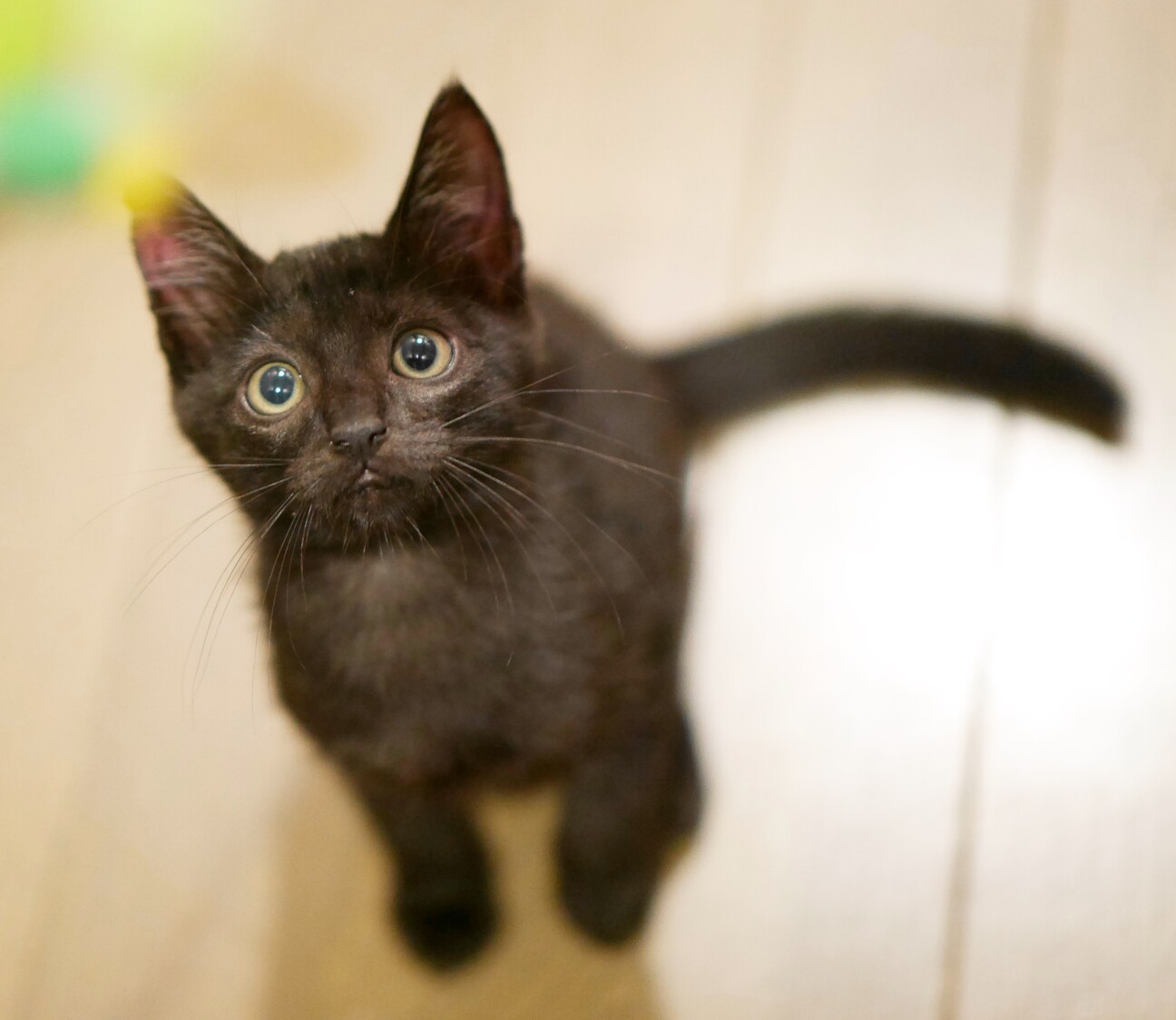 どんちゃんページ(折り紙 黒猫 20枚 ハンドメイド) どんちゃんページ(折り紙 黒猫 20枚 ハンドメイド) どんちゃんページ