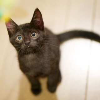 リアルすぎるジジ！スリムな黒猫王子2ヶ月