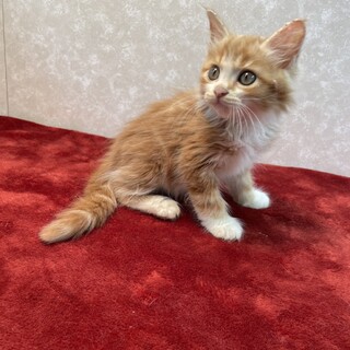 容姿端麗❗️甘え上手で遊び好き完璧主義♦️レオ君