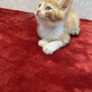 レオの弟ロンです‼️譲渡会であなたに会いたい❤️