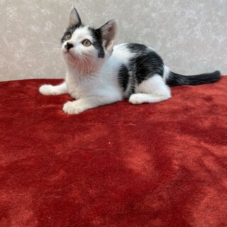 甘えるツボを熟知している❗️元祖ツボ猫♦️真珠