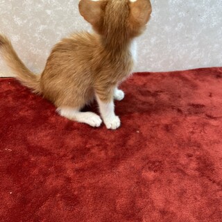 顔が見たい人はクリックするか譲渡会に来て❗️ダンプ