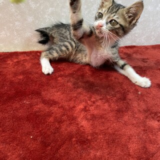 よく食べるのでお金持ちさん大募集❗️美食猫オスカー