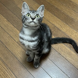 サバトラ(アメショ柄)子猫★じゅん君