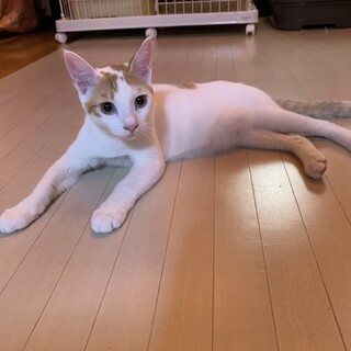 出来たてホヤホヤ！！　元気なクッキー♂