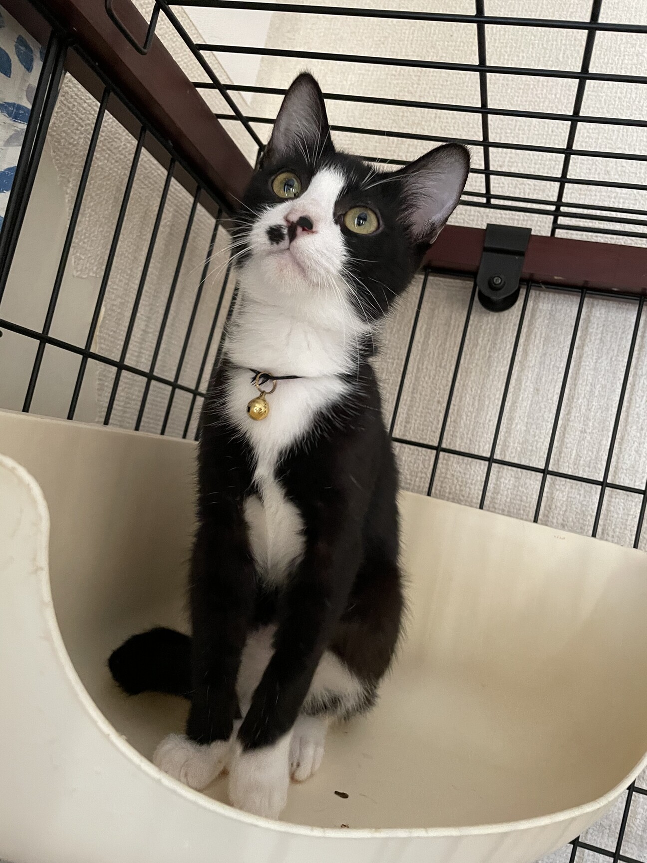 ハチワレ 美子猫 はっち君 千葉県 猫の里親募集 ペットのおうち 月間利用者150万人