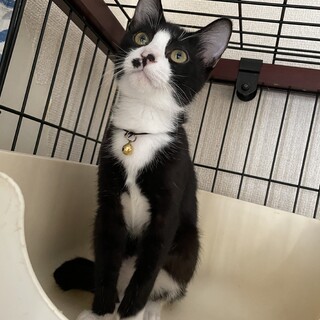 ハチワレ！美子猫★はっち君