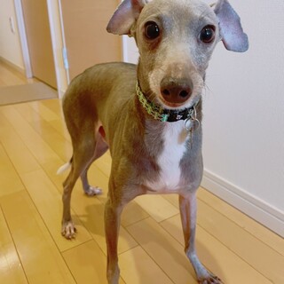 甘えん坊フーゴくん