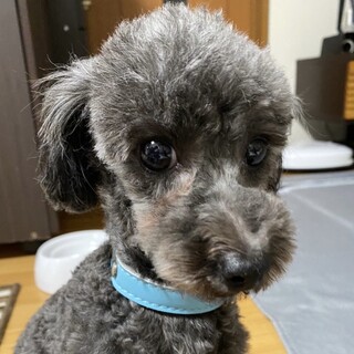 構って欲しくて身体すりすり♪甘えん坊のミーアちゃん