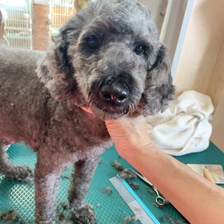 人が大好きプードルの女の子