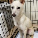 小ぶり・抱っこ出来ます☆ずっとの家族を探してます。