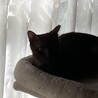 お目目クリクリ黒の仔猫です サムネイル2