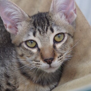 凛々しい元気なミミ君、5ヶ月の男の子。