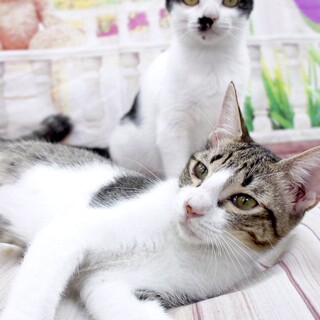 大学キャンパスで保護されたナナくん…