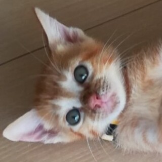 募集停止⭐️茶トラ男子キャラメル