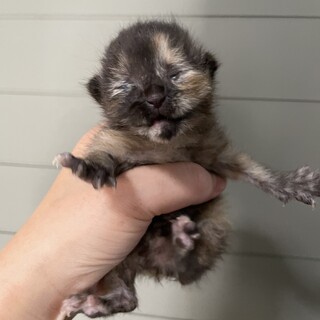 【急募！】助けてください！