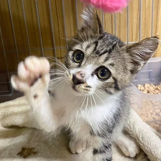 キジ白「タラ」 SKU： 3ss30