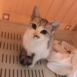 小柄なグレー白のメス