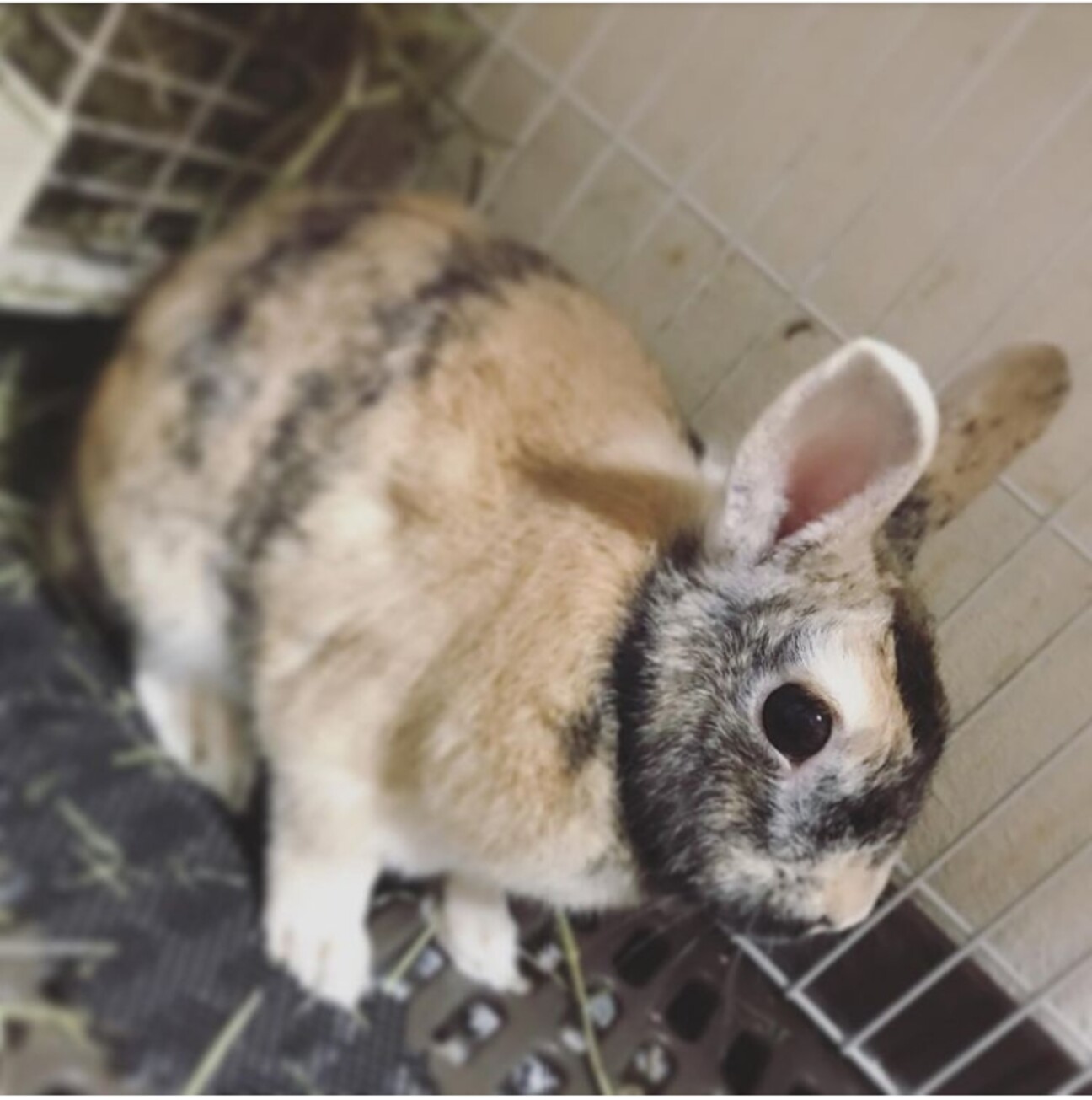 うさぎ オス 3歳 兵庫県 小動物の里親募集 ペットのおうち 月間利用者150万人