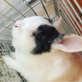 お話中。うさぎ　オス　3歳