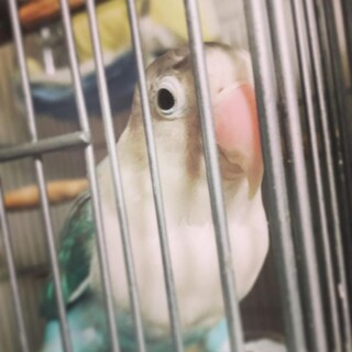 ボタンインコ　5歳