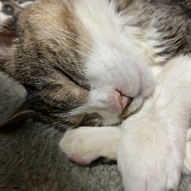 Rie　Iijimaのカバー写真
