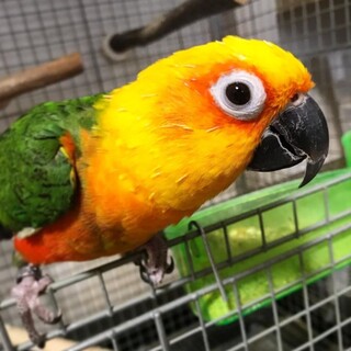 ナナイロメキシコインコ　5歳