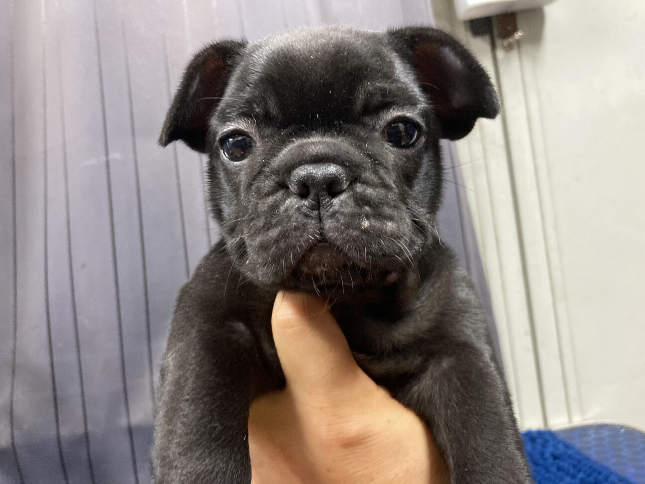 フレンチブルドッグ仔犬里親募集 茨城県 犬の里親募集 ペットのおうち 月間利用者150万人