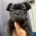フレンチブルドッグ仔犬里親募集